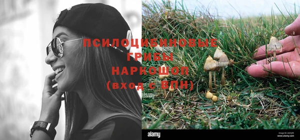 прущие грибы Каменногорск