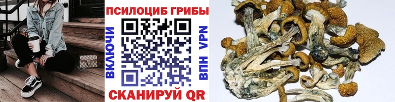 купить наркоту  Сурск  Псилоцибиновые грибы Cubensis 
